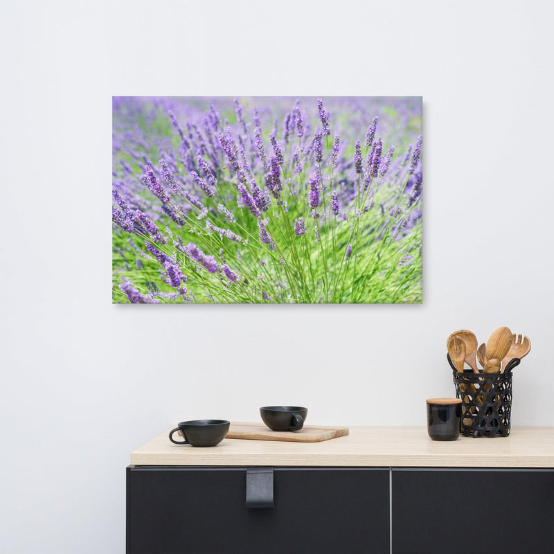 Canvas  - Lavender field - Rozlar