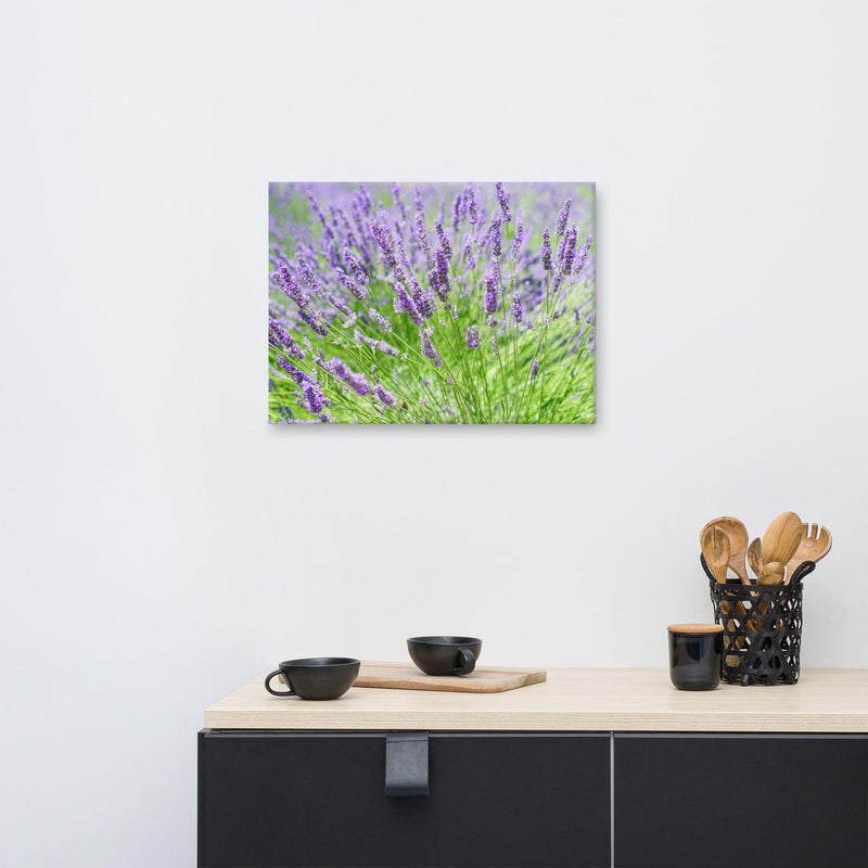 Canvas  - Lavender field - Rozlar